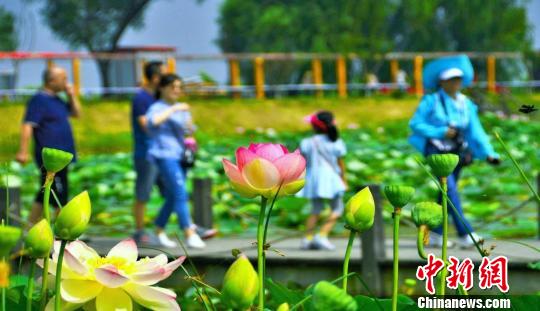 安徽淮南焦岗湖国家湿地公园千亩荷花绽放