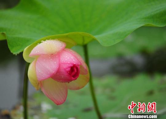 安徽淮南焦岗湖国家湿地公园内千亩荷花盛开 张俊 摄