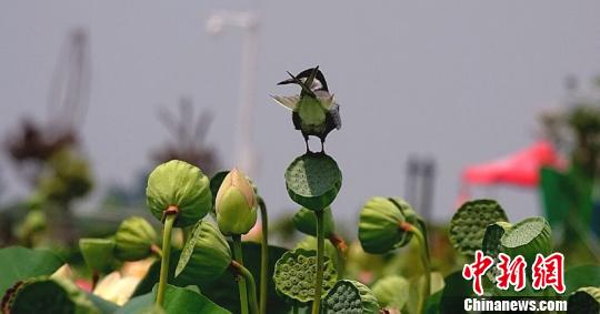 水鸟在荷塘与芦苇丛中嬉戏 朱冕 摄