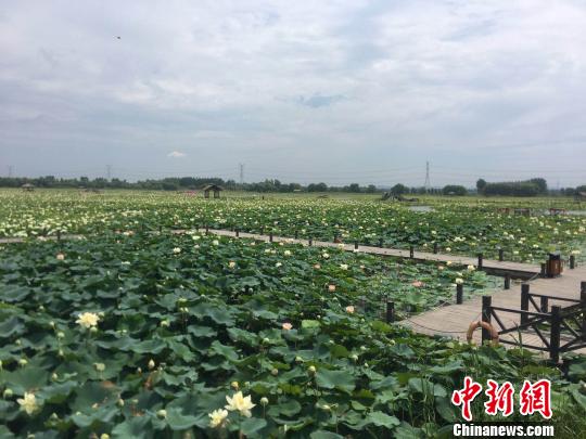 安徽淮南焦岗湖国家湿地公园内千亩荷花盛开 张俊 摄