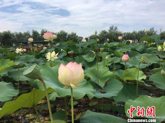 安徽淮南焦岗湖国家湿地公园内千亩荷花盛开 张俊 摄