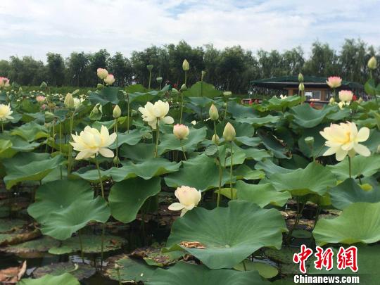 安徽淮南焦岗湖国家湿地公园内千亩荷花盛开 张俊 摄