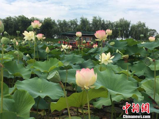 安徽淮南焦岗湖国家湿地公园内千亩荷花盛开 张俊 摄