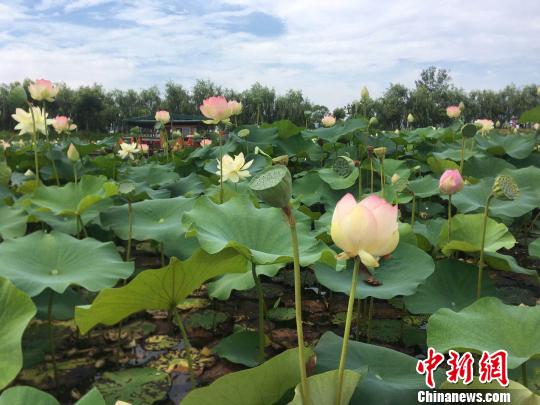 安徽淮南焦岗湖国家湿地公园内千亩荷花盛开 张俊 摄