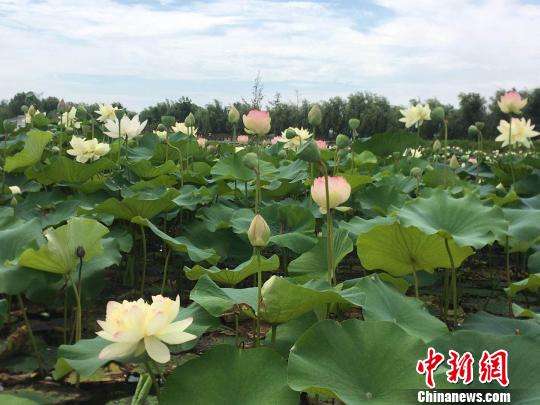 安徽淮南焦岗湖国家湿地公园内千亩荷花盛开 张俊 摄