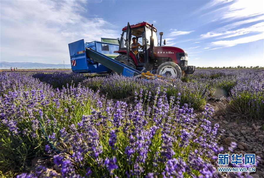 �����ã���1���½�޹�²ݿ���