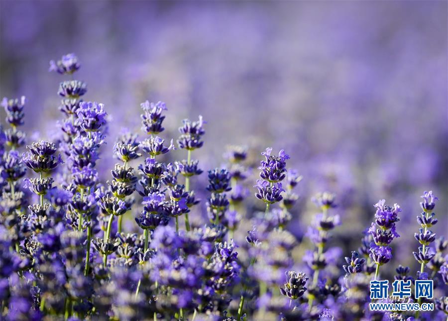 �����ã���5���½�޹�²ݿ���