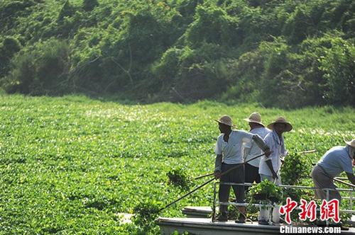 ����ͼ��8��7�գ����պϷ�һ��̬���̴��ڴ���ˮ��«�� <a target='_blank' href='http://www.chinanews.com/'>������</a>���� ����� ��