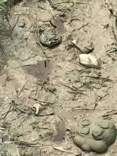 河滩上液体呈红褐色,强碱性,与厂区废水特征一致