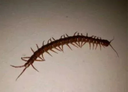 惊梦，腿脚拍出虫蜈蚣，解码潜意识的排毒信号