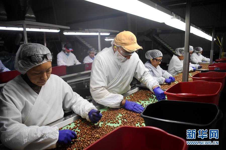 (国际·图文互动)(12)“这些树寄托着我们对中国市场的信心”——探访美俄勒冈州榛子果农