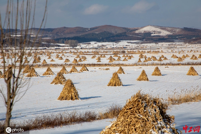 吉林冬天大地披银装雪地秸秆成堆景象壮观