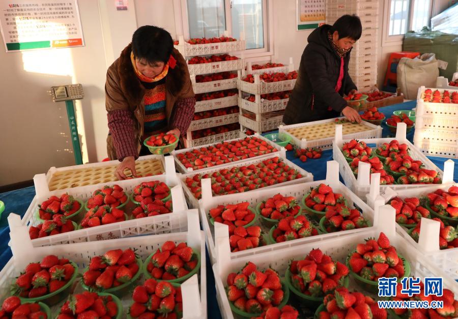 河北顺平草莓映红致富路