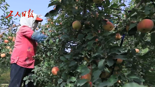 奋斗百年路 启航新征程 脱贫攻坚答卷：“新疆果盘”成致富“金果”