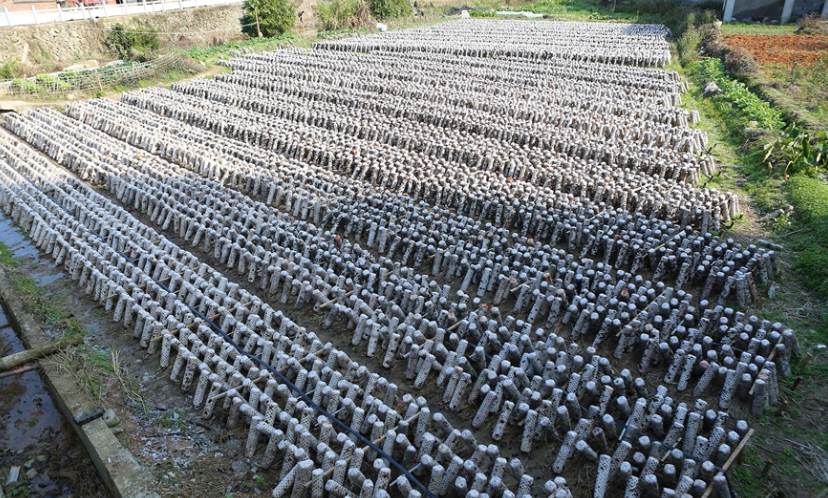 新春走基层：品质响当当 致富更稳当
