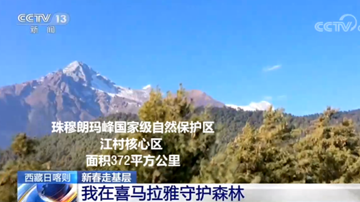 新春走基层：西藏日喀则：我在喜马拉雅守护森林