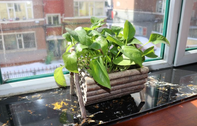 新春走基层：扶起“向日葵”