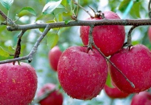 新春走基层：红红的苹果 红红的日子