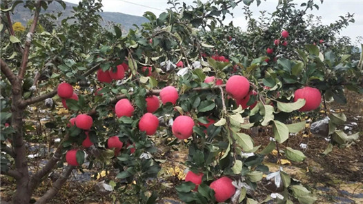 陕西千阳县农民“红苹果成了金果果”（新春走基层）