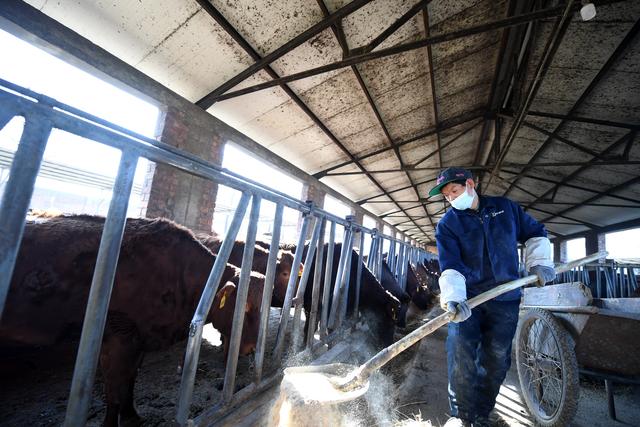 新春走基层｜探访国家肉牛改良中心