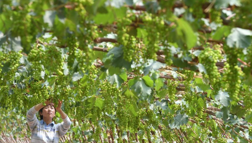 新春走基层｜河北昌黎：繁花四季开 幸福满山村