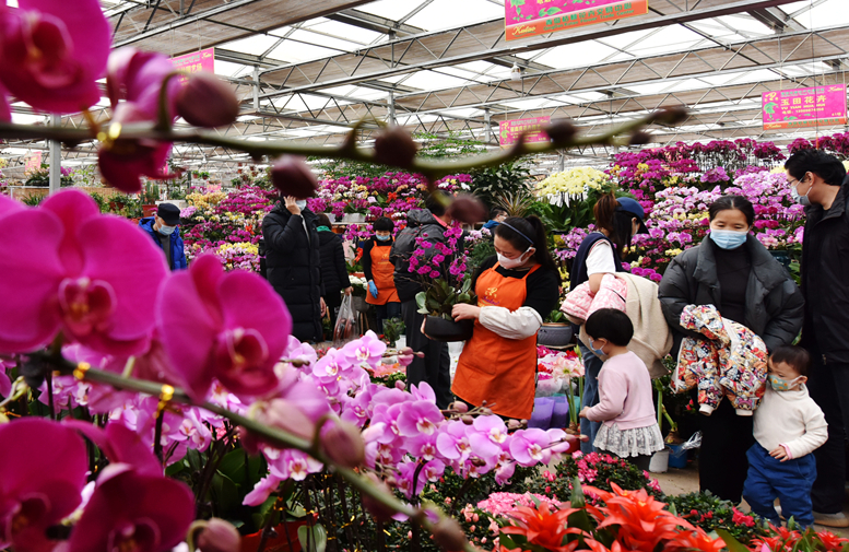 新春走基层|青岛：百花争艳 喜迎新春