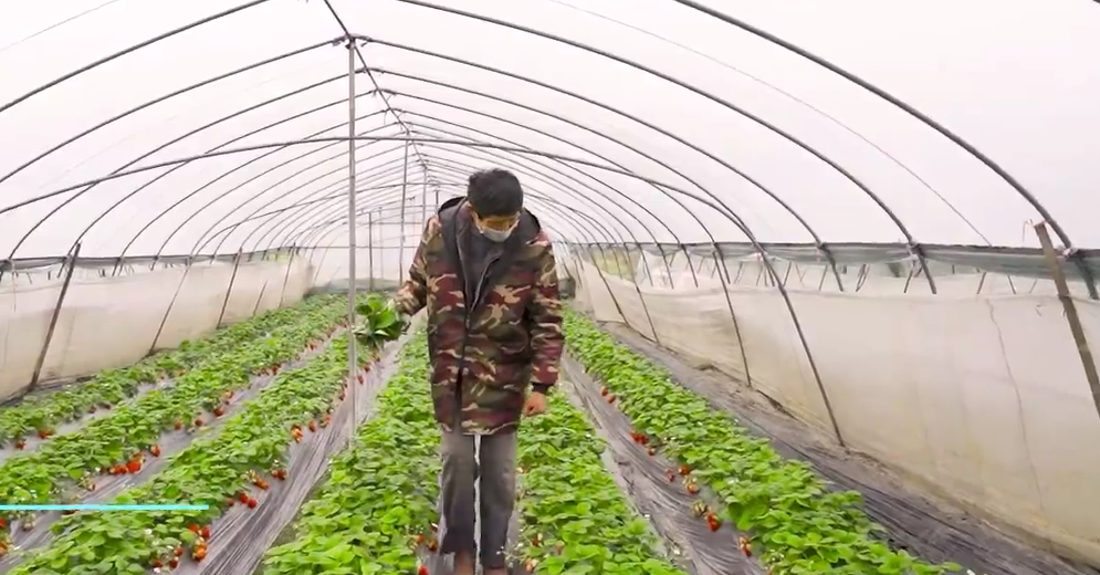 【新春走基层】他乡也是故乡 草莓棚里的年味 