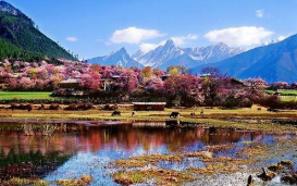 新春走基层｜“桃花谷”谋“桃花财”——西藏林芝发展桃花经济致富见闻