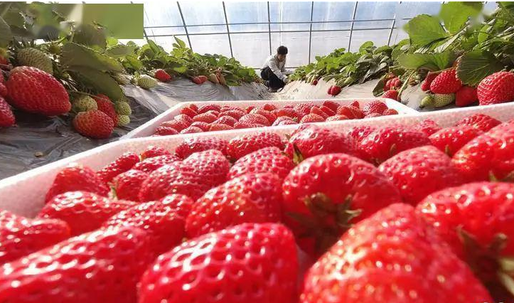 新春走基层｜一颗小草莓的春节消费之旅 