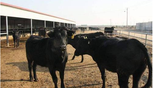 新春走基层:这里的牛为啥这么牛？—-春节期间探访山东“牛经济”