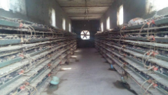 “鹌鹑大王”老尹的“年终总结”  