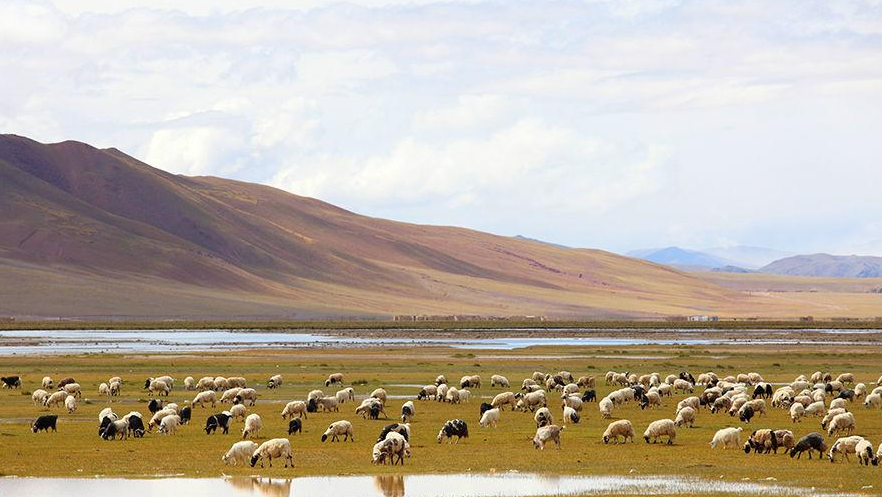 “放着藏羚羊的牧人” 