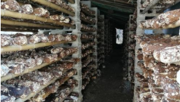 秦岭深处，这个县的村民“不好好过年”了