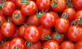 番茄红了 日子甜了