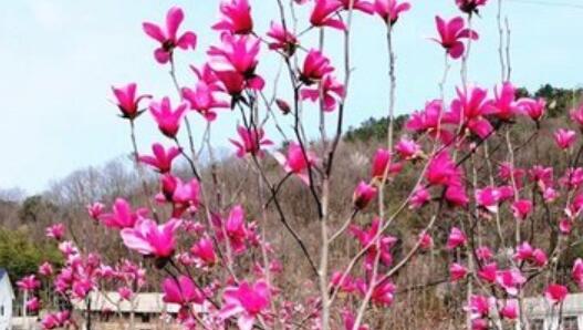 桑子阳：扎根五峰十余载 辟出林间经济路 