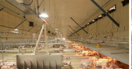 12层楼养万头猪，“立体猪场”长啥样？ 