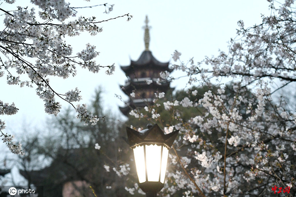 南京鸡鸣寺樱花大道夜樱璀璨 醉游人