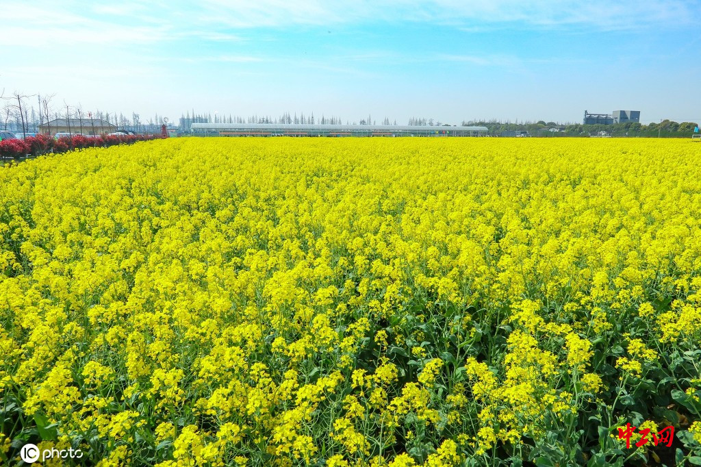 2021年3月23日,浙江杭州,大江东农场的油菜花田到了盛花期,吸引了许多