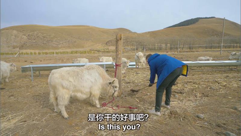 ţգηƶӢС̽ðţ֮