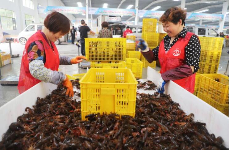 中国小龙虾交易中心内正在分拣小龙虾的工作人员