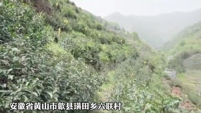 ũҩ޹Ĳ԰ʲôɽҰС𰸣