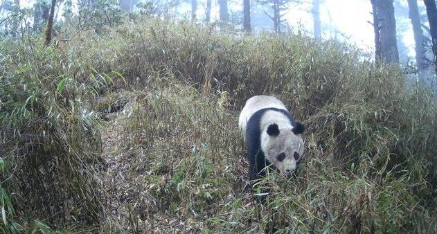 èҹ԰״߲ɼҰèʵƵ