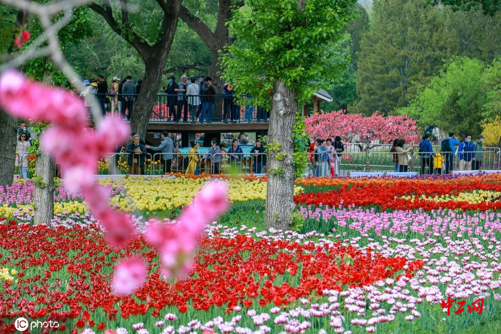 喜迎五一黄金周20万株郁金香盛放北京植物园
