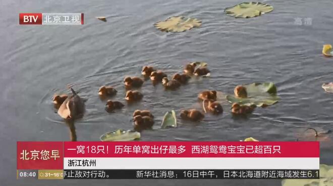 㽭ݣһ18ֻ굥ѳ ԧ챦ѳֻ