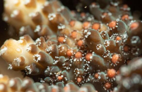 㶫ڣ־Ը߼¼˹ɺģѾ