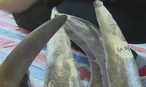 źƻش˽ Ϭţش250 Ӻ͵뾳