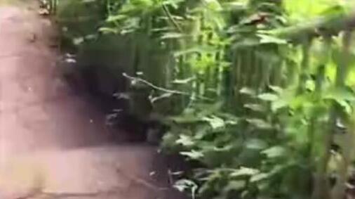 죺ʵԼŹ 񡰷ɽԽ롱