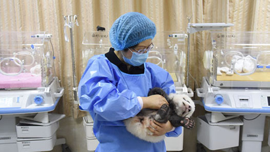 йΡƪ ũˮСè衱أ25ֻһ