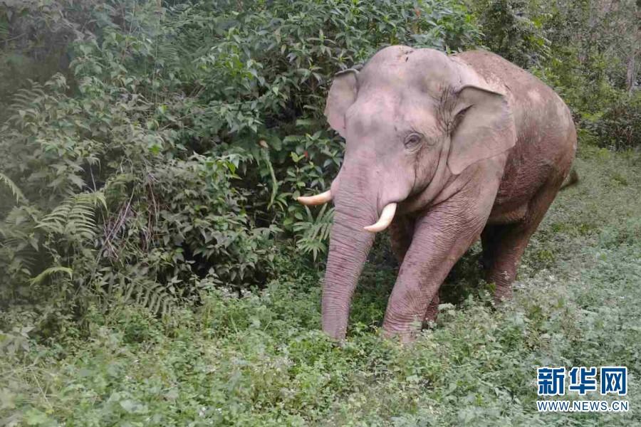昆明动物园大象莫坡图片