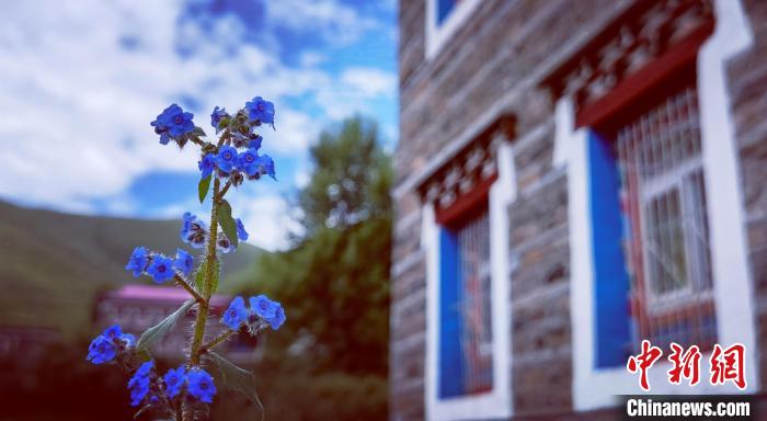 藏民居旁盛开的小蓝花。　刘忠俊 摄